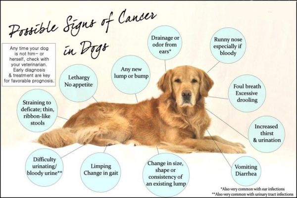 CBD for Dogs with Cancer